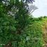  Land for sale in Ban Mai, Nonthaburi, Ban Mai, Bang Yai, Nonthaburi