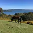 チロー, ロスラゴス で売却中 土地区画, Ancud, チロー