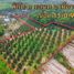  Земельный участок for sale in Thung Khwai Kin, Районг, Thung Khwai Kin, Кланг