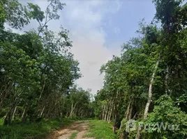 Land for sale in Choeng Thale, Thalang, Choeng Thale