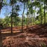 ขายที่ดิน ใน ป่าคลอก, ภูเก็ต, ป่าคลอก