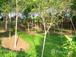  Land for sale in Choeng Thale, Thalang, Choeng Thale