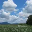  Land for sale in Wang Sai, Nakhon Ratchasima, Wang Sai, Pak Chong