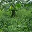  Terreno (Parcela) en venta en Pucacaca, San Martín, Pucacaca, Picota, San Martín, Perú