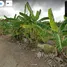  Land for sale in Khlong Luang Pathum Thani, Khlong Ha, Khlong Luang, Pathum Thani