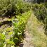 在智利出售的 房产, San Esteban, Los Andes, Valparaiso, 智利