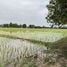 ขายที่ดิน ใน เชียงใหม่, สันโป่ง, แม่ริม, เชียงใหม่