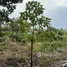 Land for sale in Bang Khu Wiang, Nonthaburi, Bang Khu Wiang, Bang Kruai
