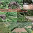  Terrain for sale in Fang Chiang Mai, Mae Sun, Fang