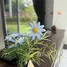 3 Bedroom House for rent at Supalai Bella Donkaeo Mae Rim, Mae Sa, Mae Rim, Chiang Mai, Thailand