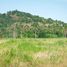  Land for sale in Wang Phong, Pran Buri, Wang Phong