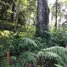  Land for sale in Kathu Phuket, Kathu, Kathu, Phuket