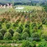  Land for sale in Thang Kwian, Rayong, Thang Kwian, Klaeng, Rayong, Thailand