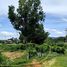  Land for sale in Phuket, Thep Krasattri, Thalang, Phuket