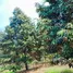  Land for sale in Thung Khwai Kin, Rayong, Thung Khwai Kin, Klaeng