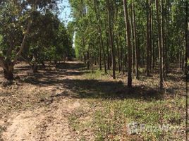 巴真武里 Kaeng Dinso 6 Rai Eucalyptus Farmlands for Sale in Prachin Buri N/A 土地 售 