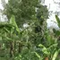  Land for sale in South Tongu Volta, South Tongu, Volta, Ghana
