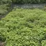  Terreno (Parcela) en venta en Cam Linh, Hanoi, Cam Linh, Ba Vi