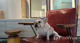 ยูนิตมือสองและให้เช่า