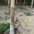  Land for sale in Nong Taphan, Rayong, Nong Taphan