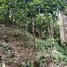 Terrain à vendre à La Ceiba, Atlantida, La Ceiba