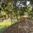  Land for sale in Sai Ma, Nonthaburi, Sai Ma, Mueang Nonthaburi, Nonthaburi