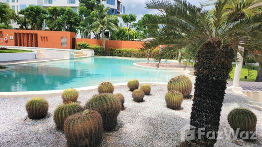 Photos 1 of the Communal Garden Area at Las Tortugas Condo