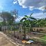  Land for sale in Chiang Mai, Pa Daet, Mueang Chiang Mai, Chiang Mai