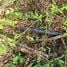 Land for sale in Barva Heredia, Barva, Heredia, Costa Rica
