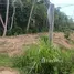 ขายที่ดิน ใน เขาทอง, กระบี่, เขาทอง, เมืองกระบี่, กระบี่