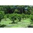 Guanacaste Finca Carmen Sánchez: Countryside, Mountain and Riverfront Agricultural Land For Sale, Mansion, Guanacaste N/A 土地 售 