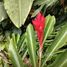  Land for sale in Perez Zeledon, San Jose, Perez Zeledon