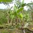  Land for sale in Turrialba Cartago, Turrialba, Cartago, Costa Rica