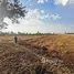  Land for sale in Non Sung Nakhon Ratchasima, Tanot, Non Sung, Nakhon Ratchasima