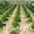  Земельный участок for sale in Klaeng, Районг, Klaeng