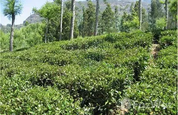 OOTY TEA ESTATE in Udagamandalam, Karnataka