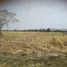  Land for sale in Lop Buri, Dong Din Daeng, Nong Muang, Lop Buri