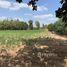  Land for sale in Yasothon, Phai, Sai Mun, Yasothon