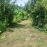  Land for sale in Thailand, Mae Sai, Mueang Phayao, Phayao, Thailand