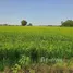  Land for sale in Tao Lao, Phra Nakhon Si Ayutthaya, Tao Lao, Bang Sai