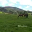  Land for sale in Chile, Los Lagos, Valdivia, Los Rios, Chile