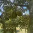  Land for sale in Na Bon, Nakhon Si Thammarat, Na Bon, Na Bon, Nakhon Si Thammarat, Thailand