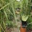  Land for sale in Khao Rup Chang, Songkhla, Khao Rup Chang, Mueang Songkhla, Songkhla