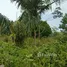  Land for sale in Amazonas, Careiro, Amazonas