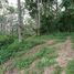  Land for sale in Chalong, Phuket Town, Chalong