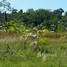  Terrain for sale in Rio Preto Da Eva, Amazonas, Rio Preto Da Eva