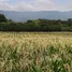  Land for sale in Mu Si, Nakhon Ratchasima, Mu Si
