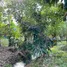  Land for sale in Bang Krang, Nonthaburi, Bang Krang, Mueang Nonthaburi, Nonthaburi