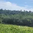  Terrain for sale in Phuket, Thep Krasattri, Thalang, Phuket