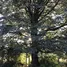  Grundstück zu verkaufen in Pucon, Araucania, Pucon, Cautin, Araucania